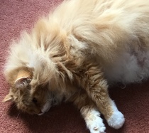 Support Topic for those with elderly or ill cats?