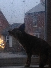 General Dog Chat Part II