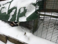 To not let my stupid cats freeze to death (lighthearted)