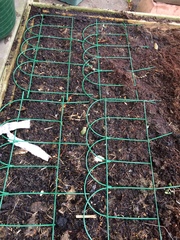 Allotment/Veg patch thread 11 'We bid  farewell to rainbow leaves but will keep plotting along'