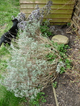 Can these 2 plants be rescued? (hebe & lavender)