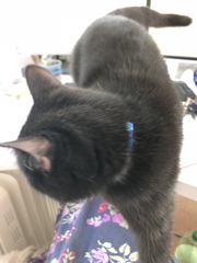What's your DCat up to today? Episode 6, Return of the... Cats?