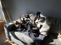 Patterdale or Cockapoo?