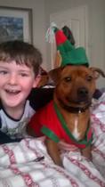 Why do people continue to get get certain breed of dogs?