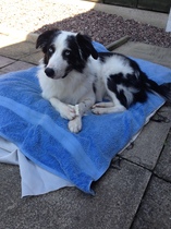 Please help me find my old dog