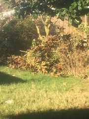 Neighbours/gardening