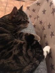 New cat/mistress arrived this evening ...