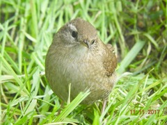 Which birds visit your garden?