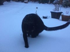 Does your cat like the snow?