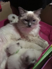 We have kittens!