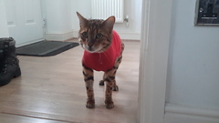 Horace the bengal beast