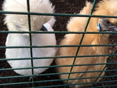 Reputable places to buy Silkie chickens