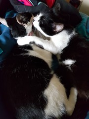 19 cats. Anyone else got this many?