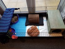 New to Guinea Pigs. What do i need to know?