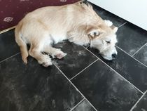 Insurance for puppy