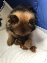 New puppy tips