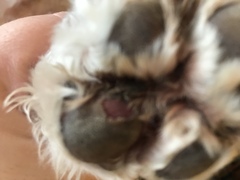 Paw help
