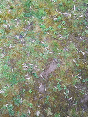 Clueless- help me fix my grass please!
