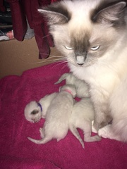 We have kittens!