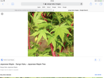 Help me buy a pretty tree that won't die