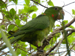 Which birds visit your garden?