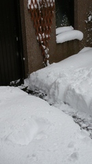 Snow - never seen anything like it