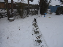 Does your cat like the snow?
