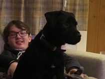 Patterdale or Cockapoo?