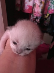 We have kittens!