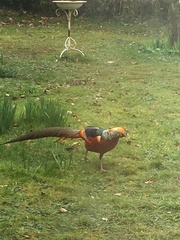 Which birds visit your garden?