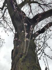 Council cutting trees down - say they are diseased - how can I tell?
