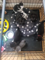 19 cats. Anyone else got this many?