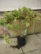 Can these 2 plants be rescued? (hebe & lavender)