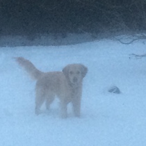 Snow watch part 4 - March is supposed to be spring right?