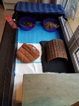 New to Guinea Pigs. What do i need to know?