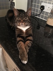 New cat/mistress arrived this evening ...