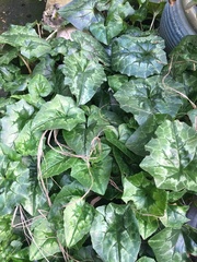 Plant ID