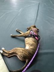 Why do people continue to get get certain breed of dogs?