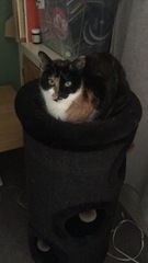 What's your DCat up to today? Episode 6, Return of the... Cats?