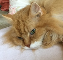 Support Topic for those with elderly or ill cats?
