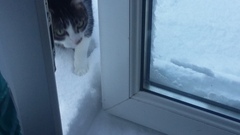 To not let my stupid cats freeze to death (lighthearted)