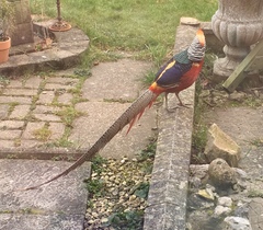 Which birds visit your garden?