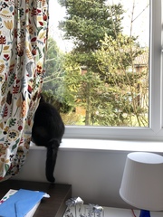 What's your DCat up to today? Episode 6, Return of the... Cats?