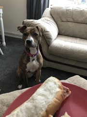 Why do people continue to get get certain breed of dogs?