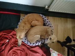Best family dog breed suggestions please