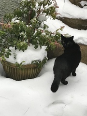 Should i let my cat out in the snow?