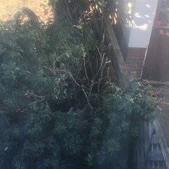 Neighbours/gardening