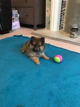 Puppy Survival Thread Part 6