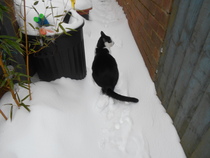 Does your cat like the snow?