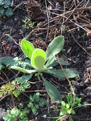 Weeds or not? Plant ID please!
